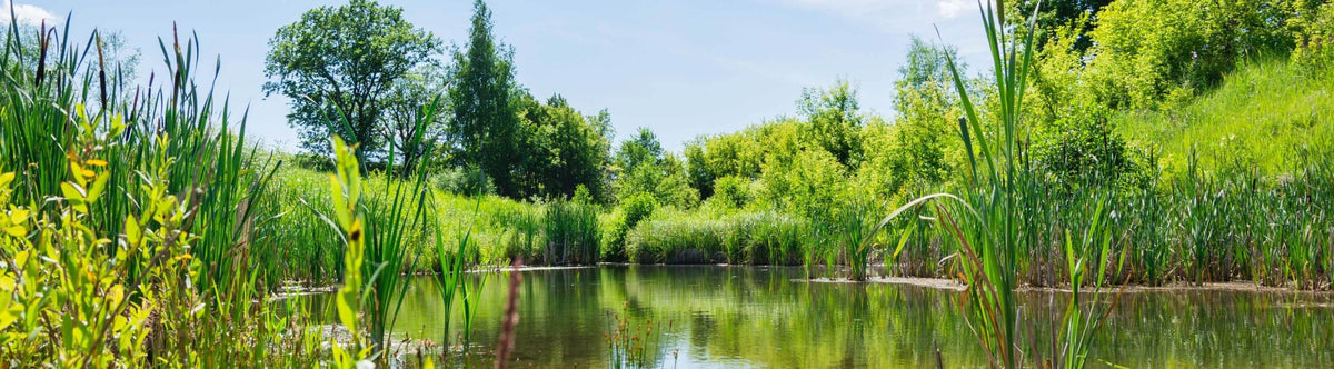 Deadbait Rig bij snoekenbaars.nl
